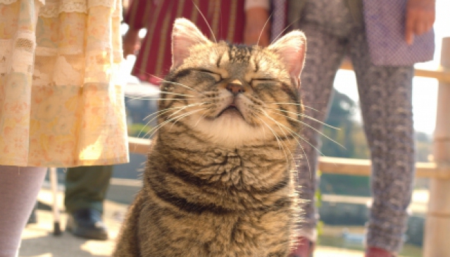 《爺爺與喵》保證每個鏡頭都有貓身影的超療癒系電影